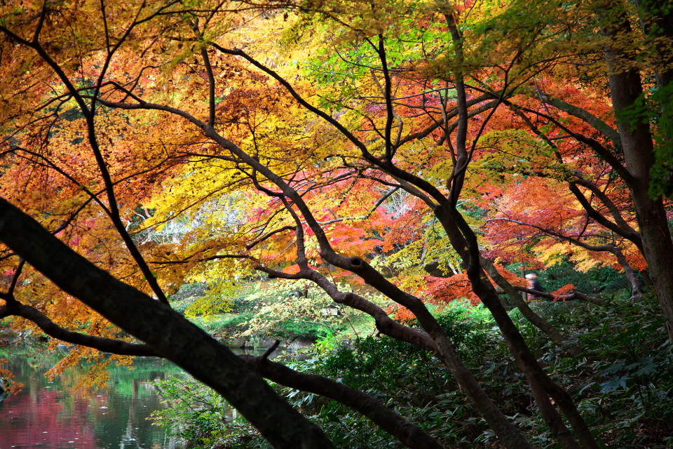 成田山新勝寺の紅葉　(II) _d0248494_22502314.jpg