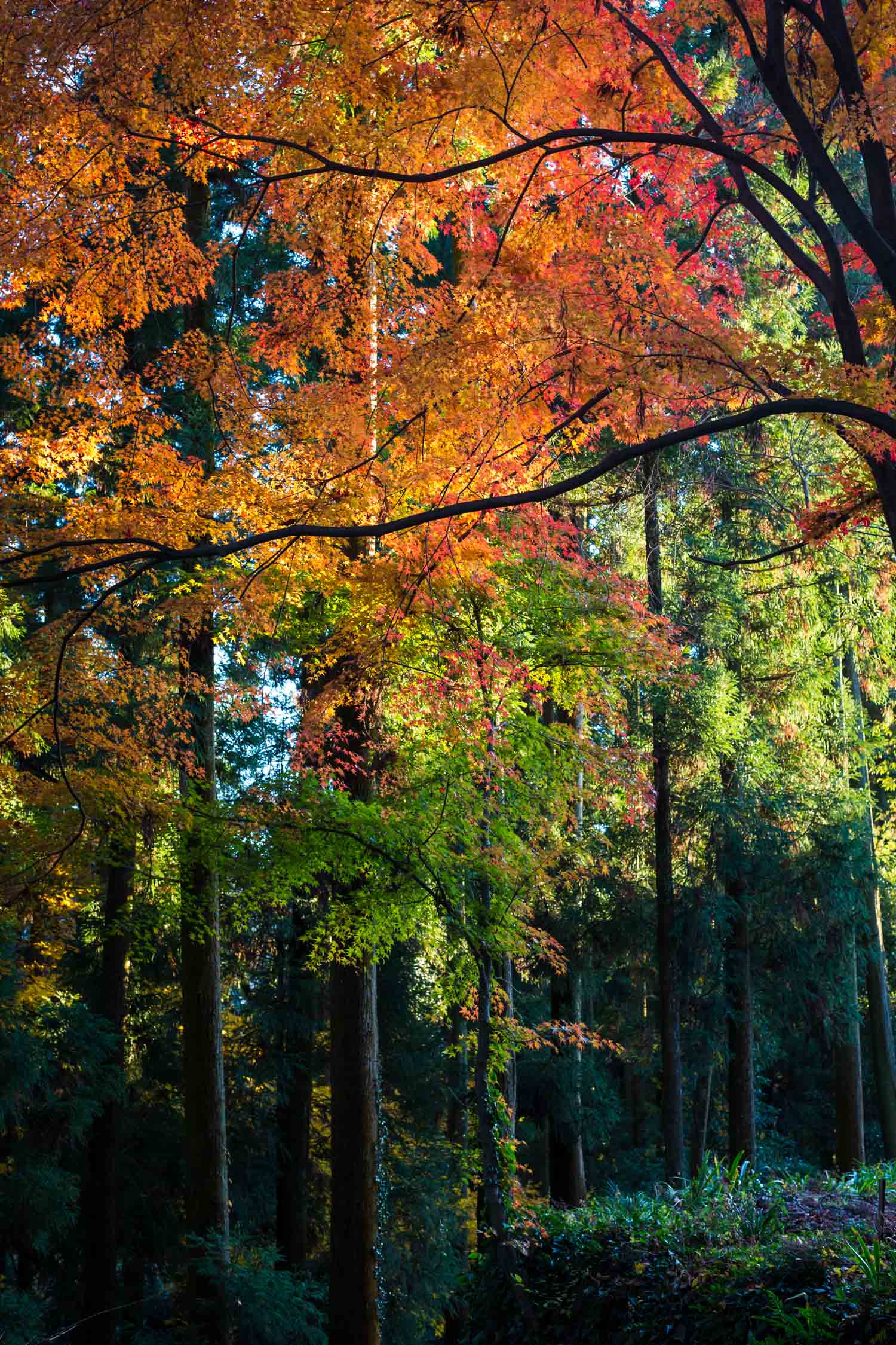 定光寺紅葉_b0126495_2130587.jpg