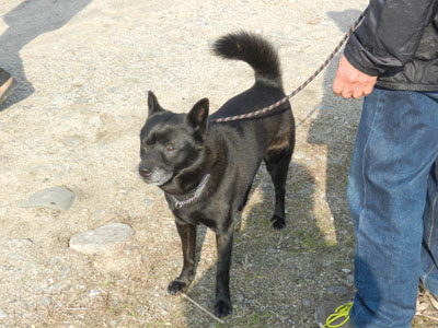 LOVELY 那奈ちゃんが行く！ その63　～仲間がいっぱい！！甲斐犬のオフ会2013～_e0204795_19294919.jpg