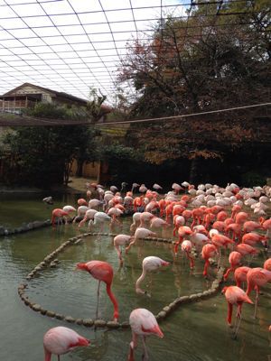 神戸王子動物園_a0188798_14421450.jpg