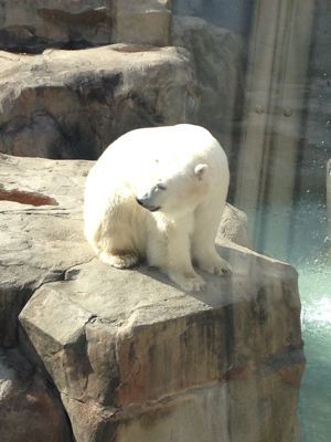 神戸王子動物園_a0188798_1442152.jpg