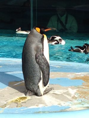 神戸王子動物園_a0188798_14421639.jpg