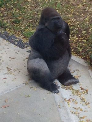神戸王子動物園_a0188798_14421796.jpg