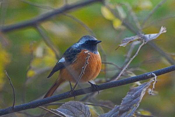 氷点下2度/今日の鳥達/ラブジョイ彗星/月面/富士山_b0024798_20571851.jpg
