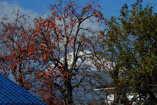 氷点下2度/今日の鳥達/ラブジョイ彗星/月面/富士山_b0024798_211974.jpg