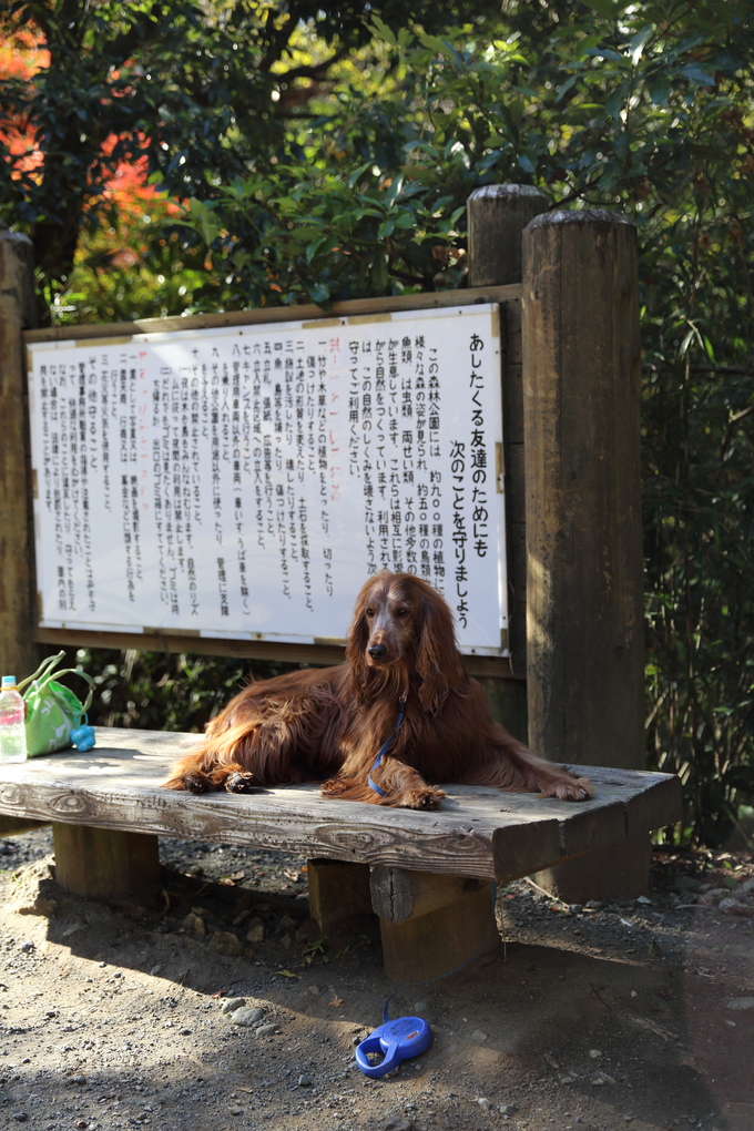 池の公園も紅葉_b0275998_11371570.jpg
