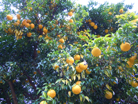 c0148401_1750273.jpg