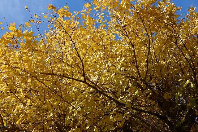 b0147203_21513377.jpg