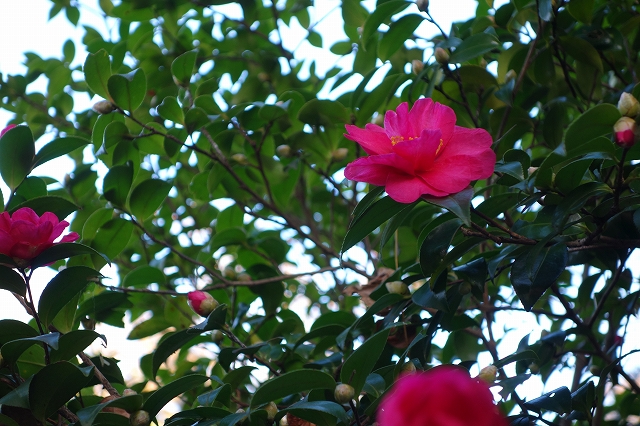 b0147203_21515587.jpg