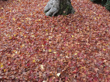 嵐山　紅葉狩り_b0168303_2011472.jpg