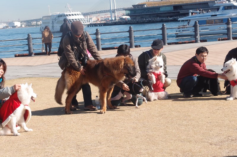 横浜お散歩会in赤レンガ倉庫　１１月３０日　[土]_e0018604_13270532.jpg