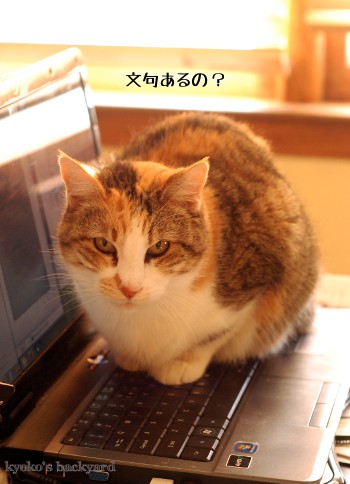 PCの上の、毛皮の塊_b0253205_1463670.jpg