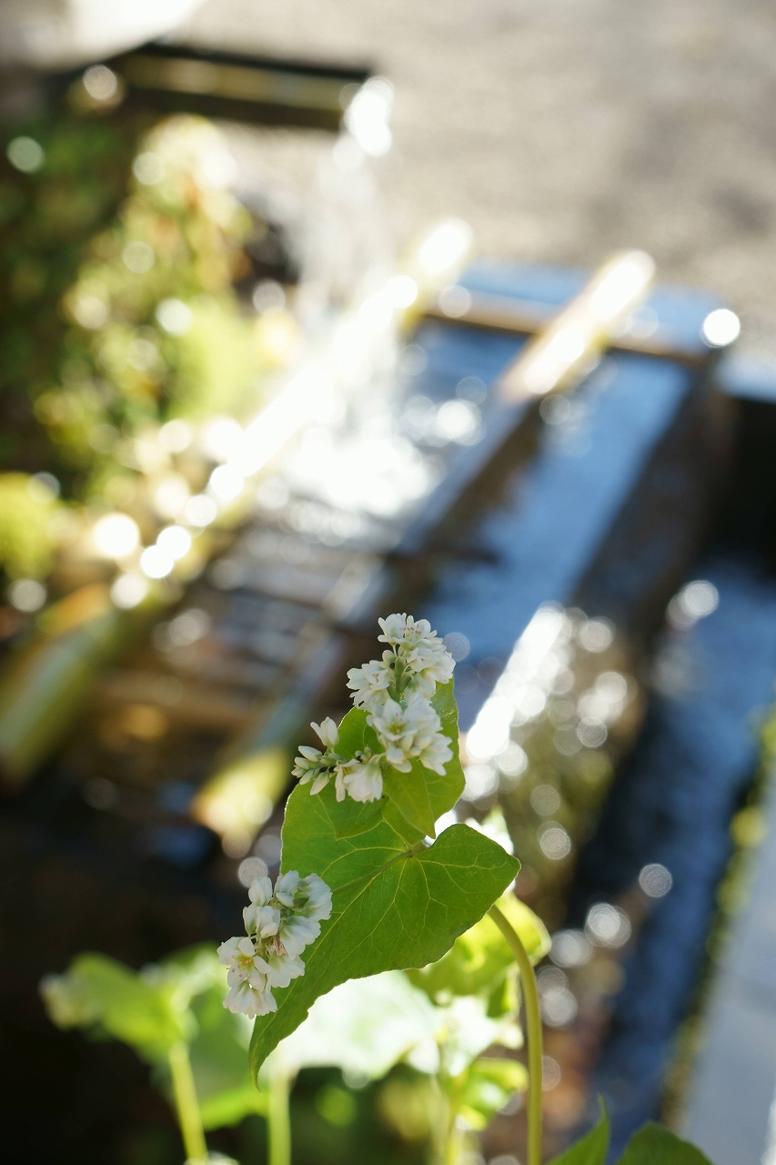 晩秋の深大寺へ_b0225108_14564370.jpg