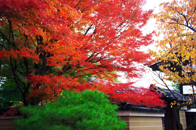 京都　高台寺の紅葉1_a0263109_1952324.jpg