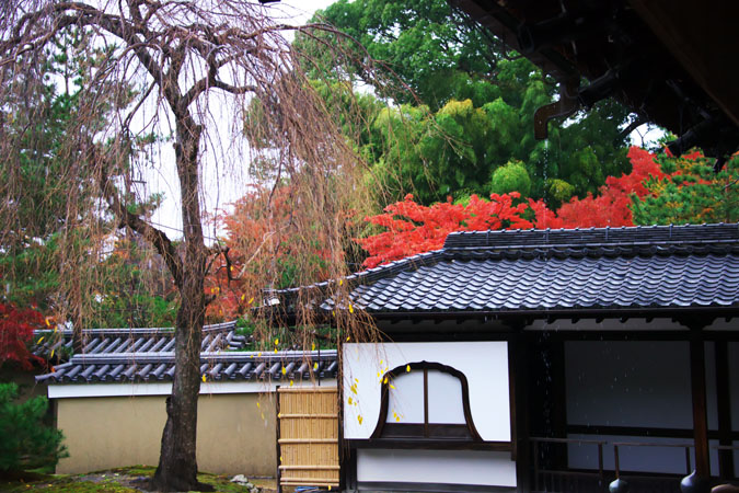 京都　高台寺の紅葉1_a0263109_1953112.jpg