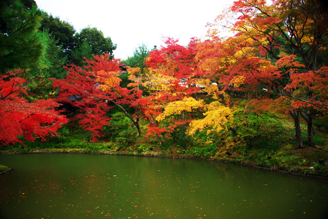 京都　高台寺の紅葉1_a0263109_19554873.jpg