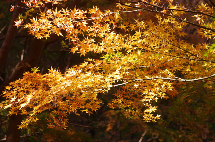 翡翠のいる公園の紅葉　2 そして翡翠_b0151409_21555169.jpg