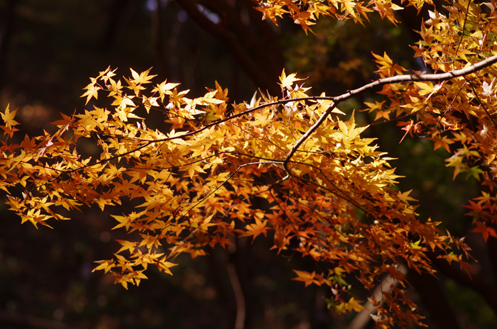 翡翠のいる公園の紅葉　2 そして翡翠_b0151409_21563619.jpg