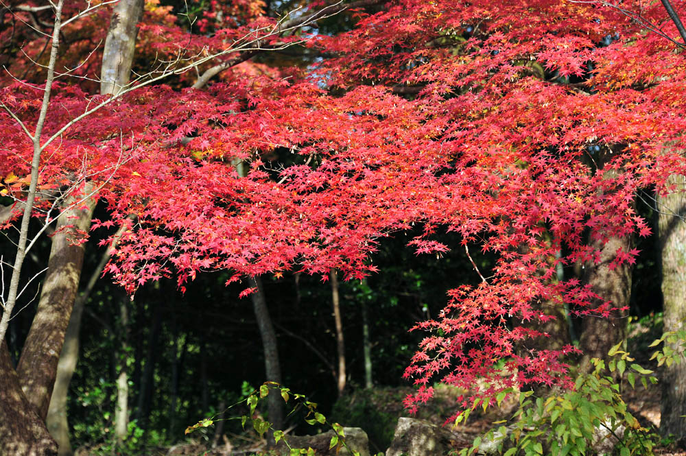 太宰府の紅葉 2013_a0042310_15462457.jpg