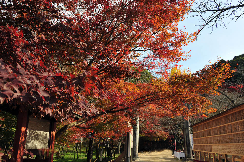 太宰府の紅葉 2013_a0042310_1546535.jpg