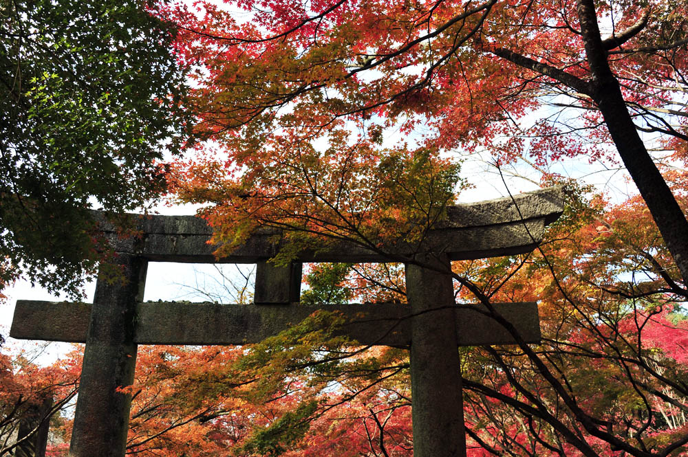 太宰府の紅葉 2013_a0042310_1547492.jpg