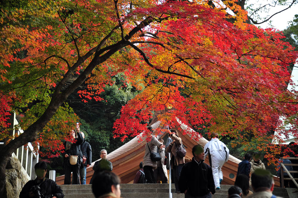 太宰府の紅葉 2013_a0042310_15475123.jpg