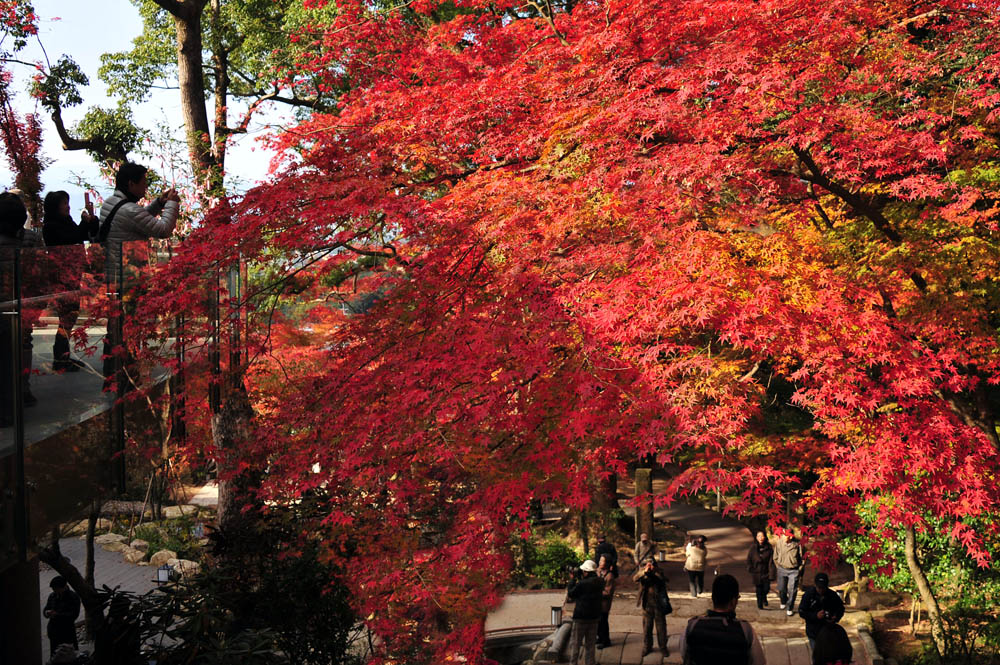 太宰府の紅葉 2013_a0042310_15515685.jpg