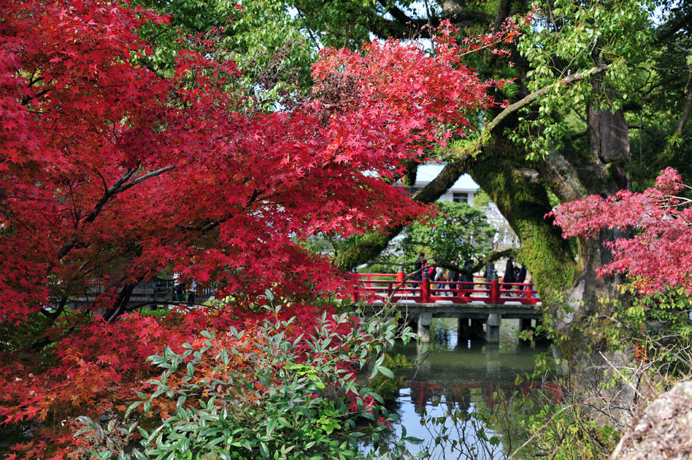 太宰府の紅葉 2013_a0042310_1559492.jpg