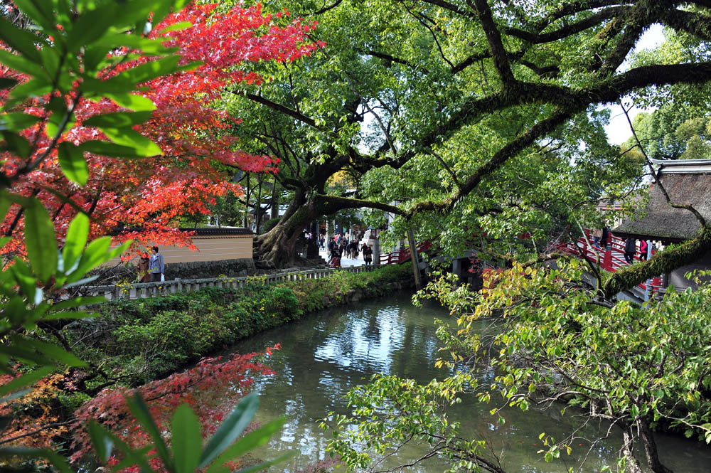 太宰府の紅葉 2013_a0042310_1604224.jpg