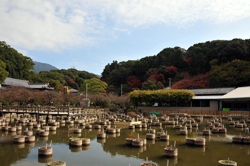 太宰府の紅葉 2013_a0042310_1605645.jpg