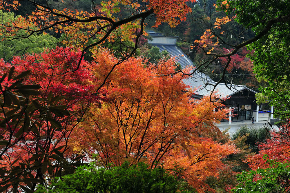 太宰府の紅葉 2013_a0042310_1633136.jpg