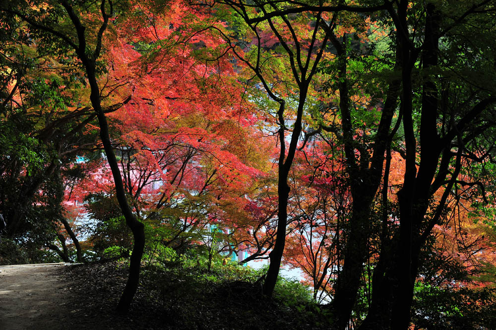 太宰府の紅葉 2013_a0042310_1634315.jpg