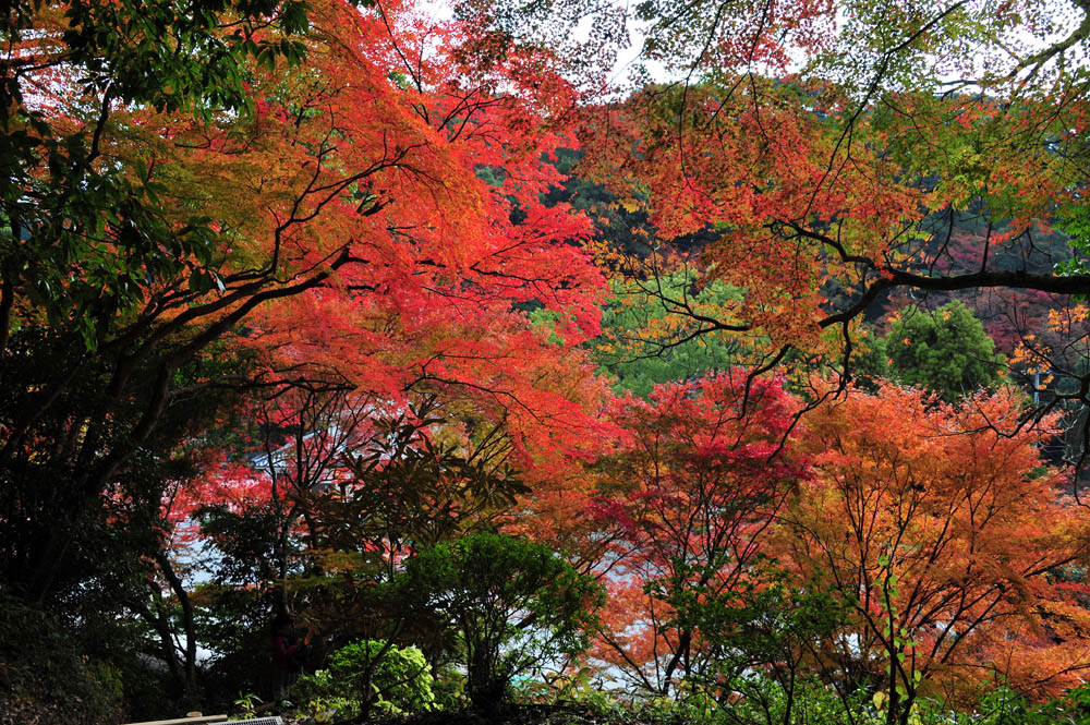 太宰府の紅葉 2013_a0042310_1652063.jpg