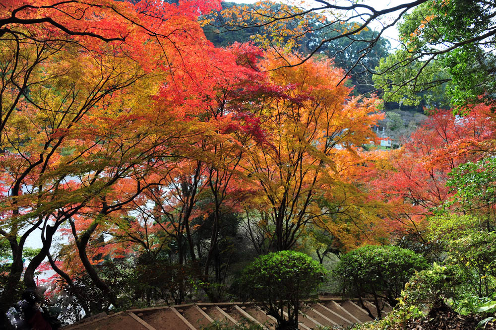 太宰府の紅葉 2013_a0042310_1653440.jpg