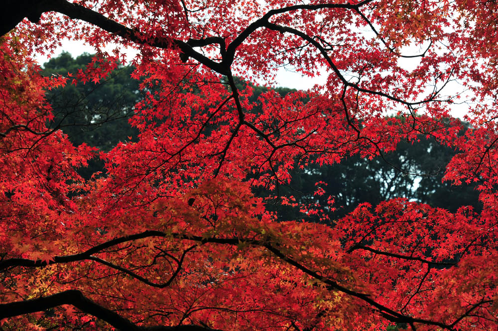 太宰府の紅葉 2013_a0042310_1654670.jpg