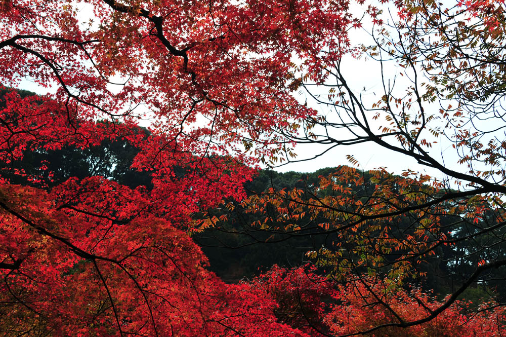 太宰府の紅葉 2013_a0042310_166129.jpg