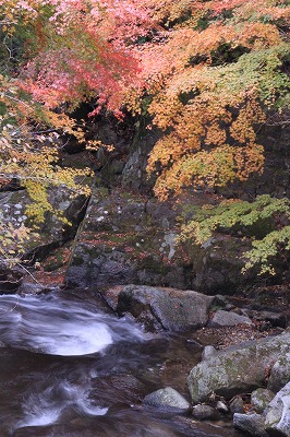 豊田市松平　高月院と野原川の紅葉_f0234316_1411954.jpg