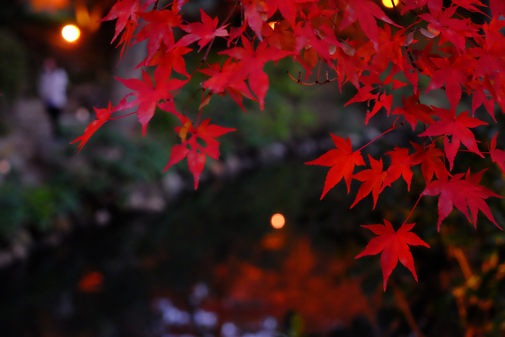 名勝縮景園もみじまつり～泉水の灯り～_a0287517_11552194.jpg