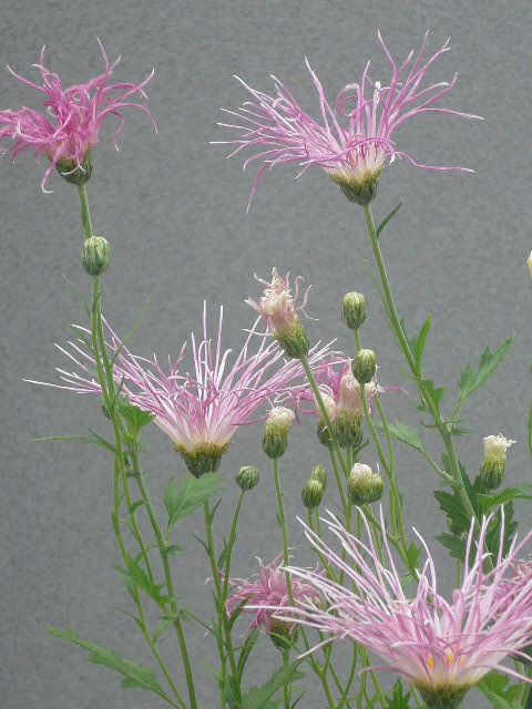 e0026017_23374949.jpg