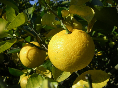a0315918_11101676.jpg