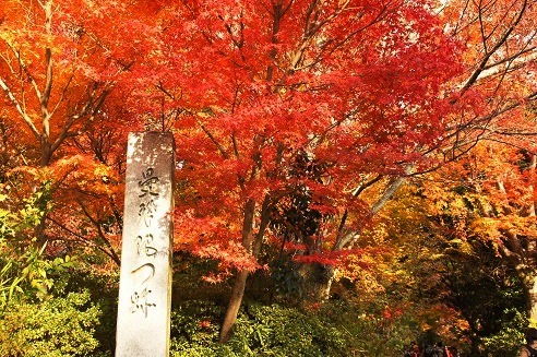 枯山水庭園　　　～曼殊院門跡（京都）～_c0235725_2029247.jpg