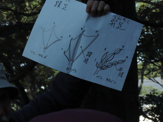 皇居 東御苑 自然観察会_f0171028_17452482.jpg