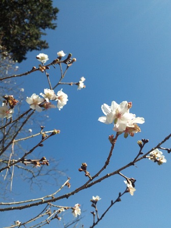 桜山の冬桜_c0226331_19502986.jpg