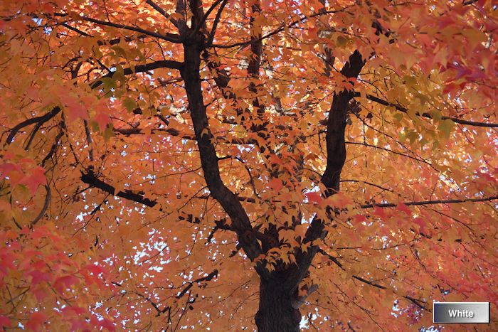 （名所）大津・西武隣・紅葉　（動画有り）_c0227134_21175328.jpg