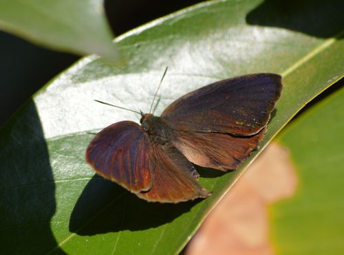 ムラサキツバメシジミ ♂と♀コンプリートです!_d0254540_16324630.jpg