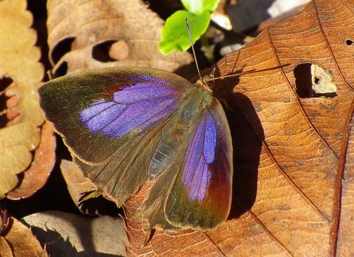 ムラサキツバメシジミ ♂と♀コンプリートです!_d0254540_1644238.jpg