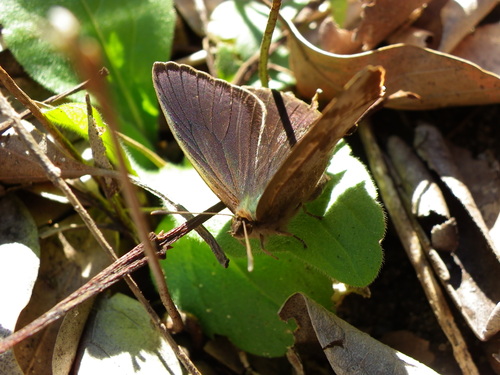 ムラサキツバメシジミ ♂と♀コンプリートです!_d0254540_16451838.jpg