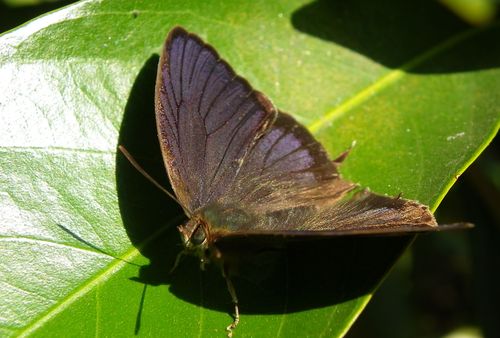 ムラサキツバメシジミ ♂と♀コンプリートです!_d0254540_16521014.jpg