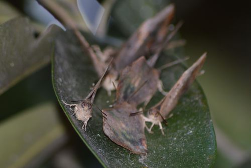 ムラサキツバメシジミ ♂と♀コンプリートです!_d0254540_16594882.jpg