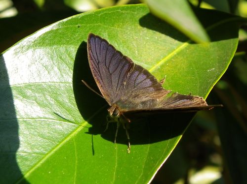 ムラサキツバメシジミ ♂と♀コンプリートです!_d0254540_18125056.jpg